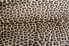 Leopard skin : Skin, Fur